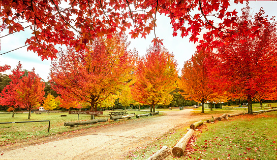 Maples in colours of vibrant reds, orange and yellow during Autumn in Blue Mountains.