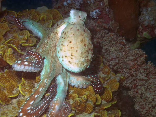 um polvo do dia (cyanea do polvo) - day octopus - fotografias e filmes do acervo