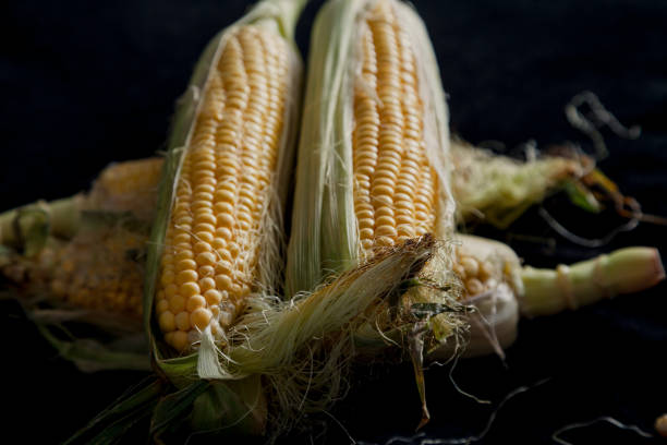 istock Cobs of ripe corn lie on black background 1170045353