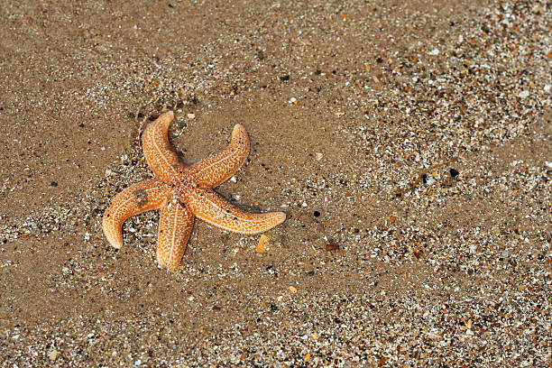 istock Starfish on the sand at seaside 117004657
