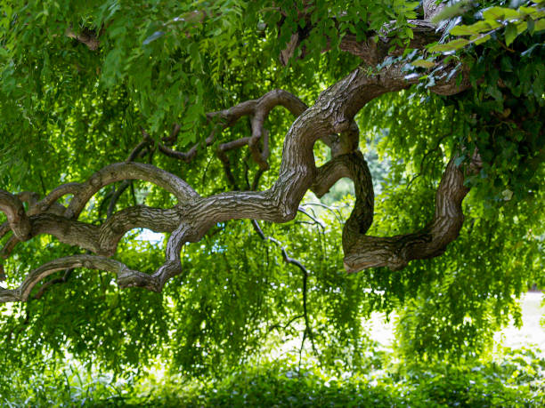 tree with twisted branches and lush green leaves
