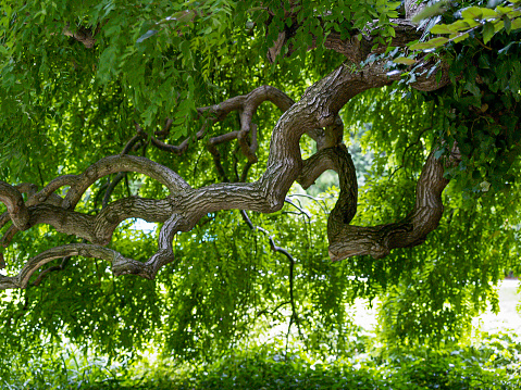 tree with twisted branches and lush green leaves