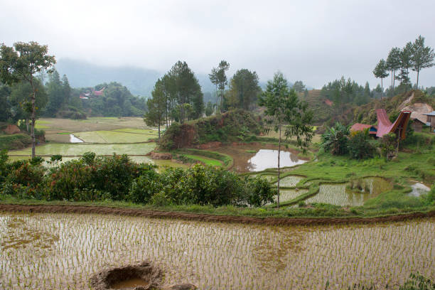 istock Rice terrace fields and traditional Alang rice barn, Rantepao 1170048054