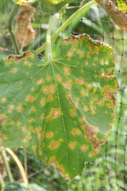 colletotrichum orbiculare o antracnosis de cucurbits en las hojas. - colletotrichum fotografías e imágenes de stock
