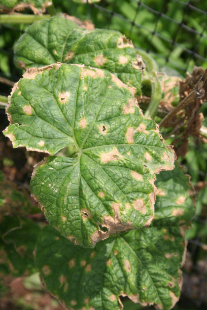 colletotrichum orbiculare or anthracnose of cucurbits on leaves. - colletotrichum imagens e fotografias de stock