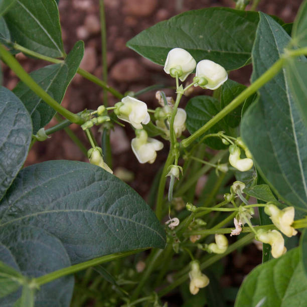 istock French bean plant with white flowers. 1170051127