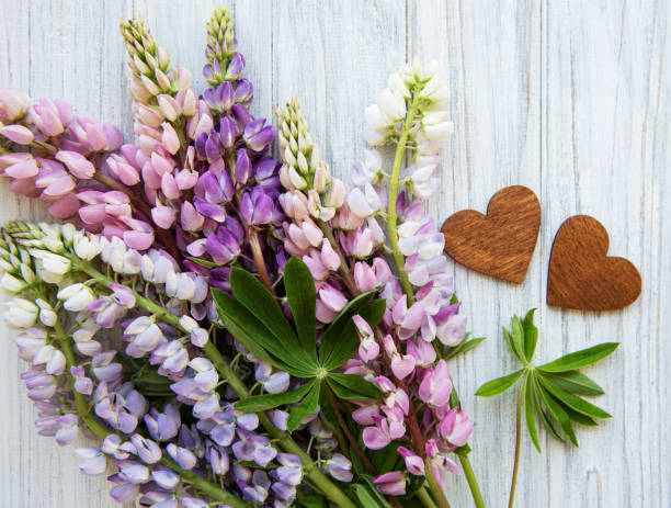istock Pink  lupine flowers 1170051331