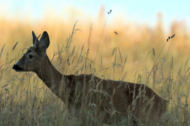 istock Portrait of roe deer´s head on the meadow 1170054121