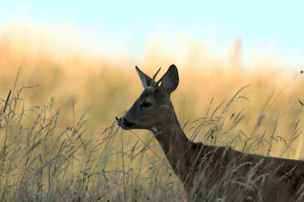 istock Roe deer walking on the meadow with green grass 1170054307