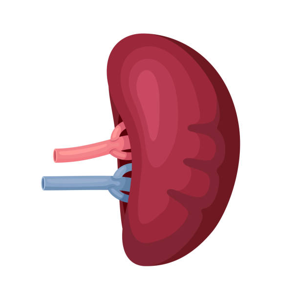 illustrazioni stock, clip art, cartoni animati e icone di tendenza di anatomia della milza umana - human artery animal artery human vein healthcare and medicine