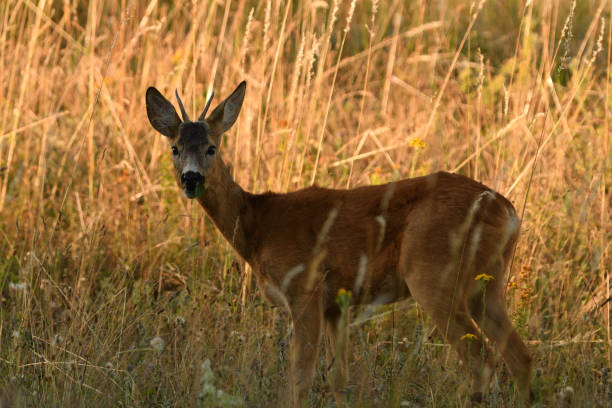istock Roe deer walking on the meadow with green grass 1170054468