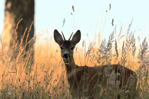 istock Portrait of roe deer´s head on the meadow 1170055132