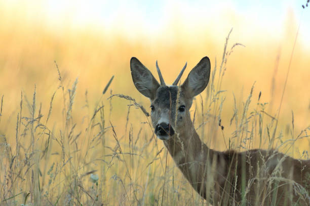 istock Portrait of roe deer´s head on the meadow 1170055720