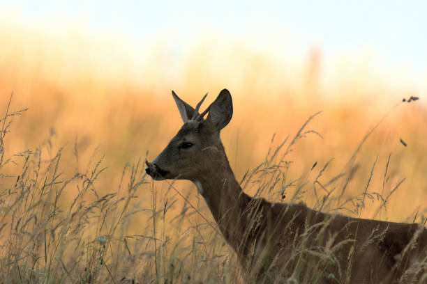 istock Roe deer walking on the meadow with green grass 1170057821