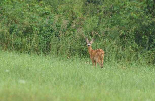 istock Young doe fawn grazes on a green meadow 1170058588