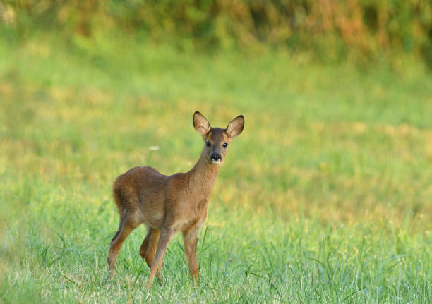 istock Young doe fawn grazes on a green meadow 1170058796