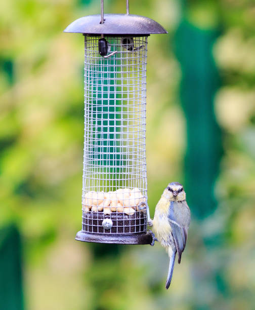 istock Blue Tit Bird sitting on a bird feeder, looking directly into camera 1170058953