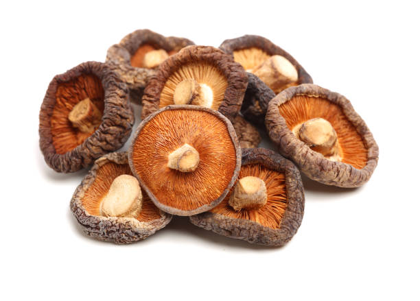 trockener shiitake pilz auf weißem hintergrund - shiitake mushroom edible mushroom mushroom dry stock-fotos und bilder