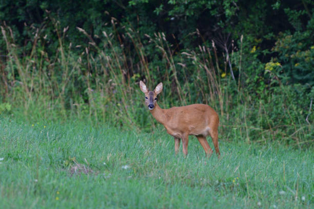 istock Young doe fawn grazes on a green meadow 1170060341