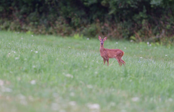 istock Young doe fawn grazes on a green meadow 1170060569