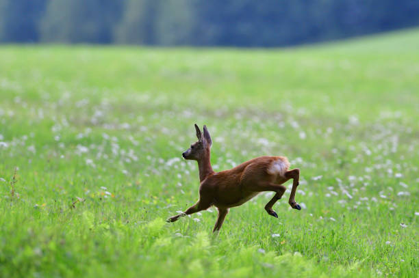 istock Mum doe with a fawn  jumps quickly into the forest from danger 1170060918