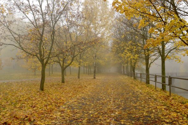 feuillage jaune brouillard d'automne, humeur triste - cemetery crossing green grass photos et images de collection
