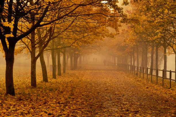 feuillage jaune brouillard d'automne, humeur triste - cemetery crossing green grass photos et images de collection