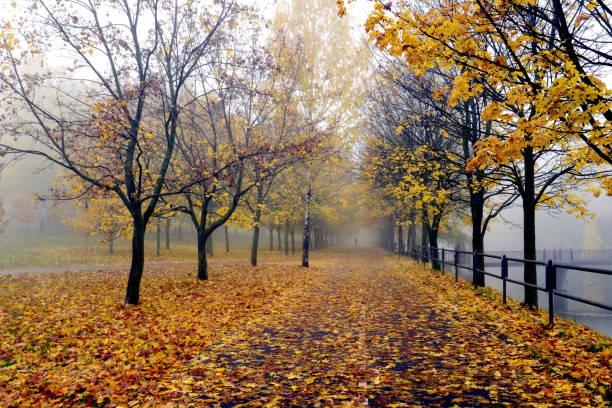 feuillage jaune brouillard d'automne, humeur triste - cemetery crossing green grass photos et images de collection