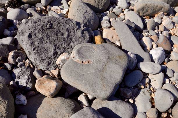 Fossils at Lyme Regis stock photo