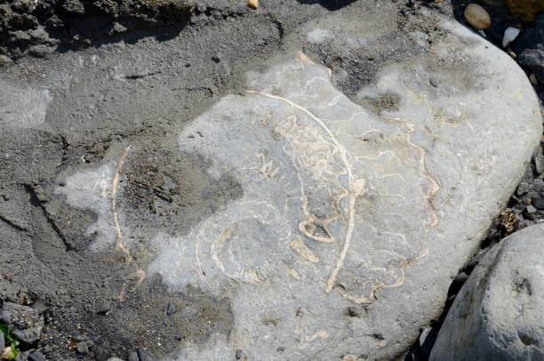 Fossils at Lyme Regis stock photo