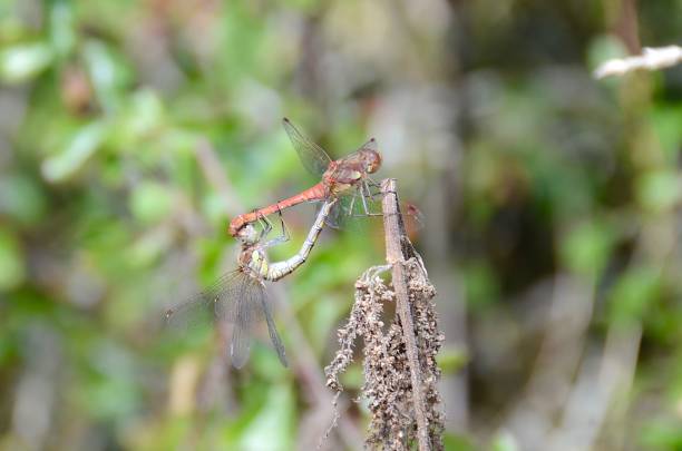 Darter dragonflies stock photo