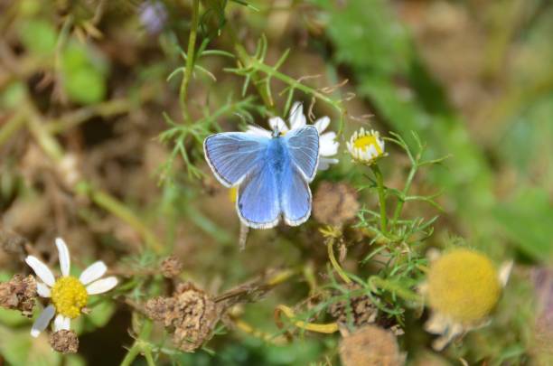 Common blue butterfly stock photo