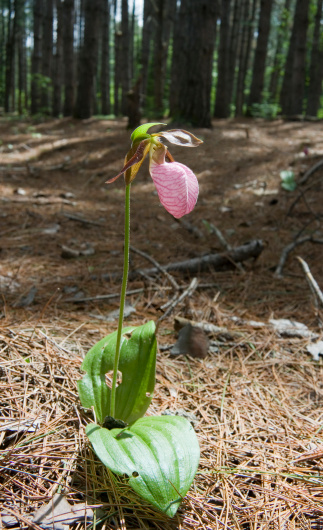 Wild Lady Slipper growing in a pine bush in Northern Ontario
