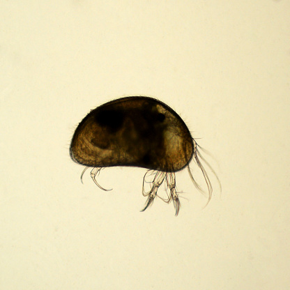 Seed shrimp, Ostracoda, have a bivalved shell. Live specimen. Wet mount, 2.5X objective, transmitted brightfield illumination.