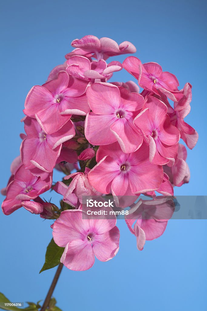 phlox flores - Foto de stock de Azul royalty-free