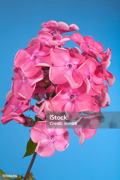 Foto de Phlox Flores e mais fotos de stock de Azul - Azul, Botão - Estágio de flora, Cabeça da flor