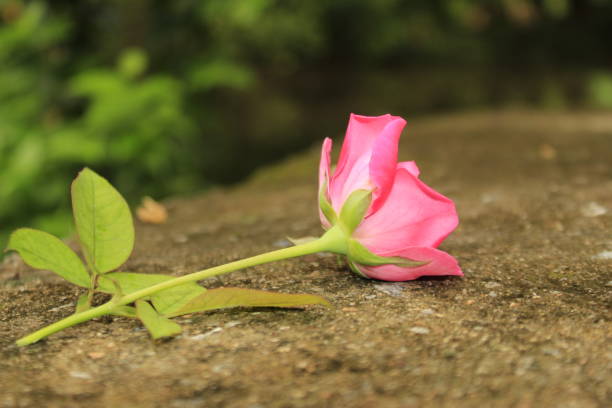 istock Fallen a pink rose on concrete floor. 1170063654