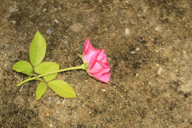 istock Fallen a pink rose on concrete floor. 1170063666