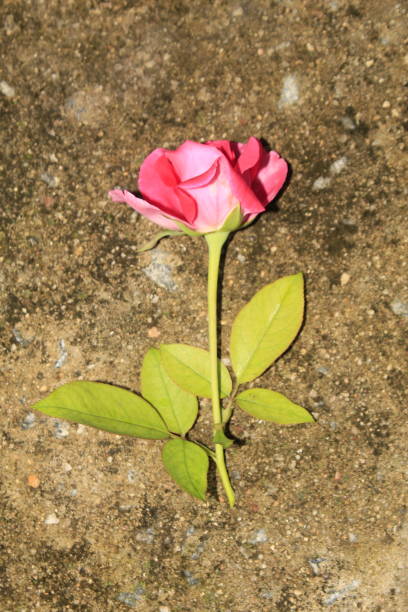 istock Fallen a pink rose on concrete floor. 1170063756