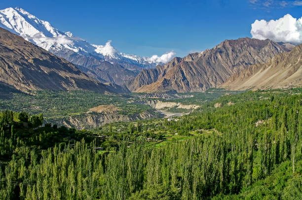 Forest in the Hunza valley Green tree in the Karakorum mountains rang e karakoram range stock pictures, royalty-free photos & images