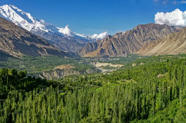 Photo of Forest in the Hunza valley