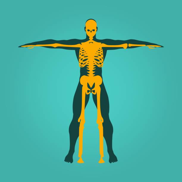 Bodybuilder silhouette isolated Bodybuilder and skeleton silhouette. Muscular man posing. Sketch style illustration human skeleton muscle bone stock illustrations