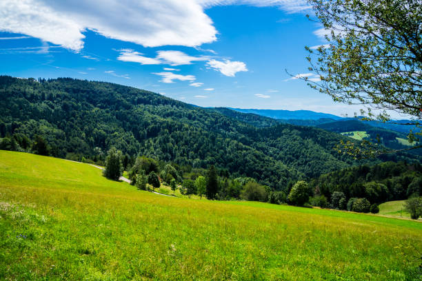 istock Germany, Beautiful endless view over black forest trees under blue sky in summer near freiburg im breisgau, perfect vacation region for hiking 1170068980
