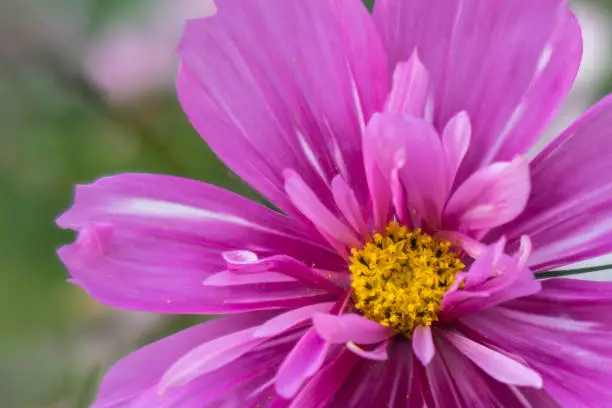 Pink flower close up.