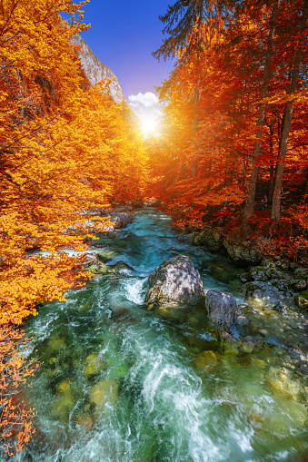 Beautiful colorful autumn landscape with a stream and forest in toned colors. The river in autumn forest and the sun shining through the foliage. Autumn nature landscape. Bohinj, Slovenia
