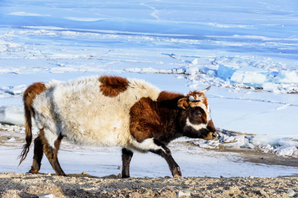 Mongolian white brown cow walks near frozen lake