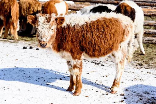 Mongolian white brown calf stays in small barn in sunny winter day