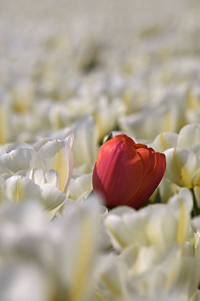istock single red tulip in a field of white tulips 117007139