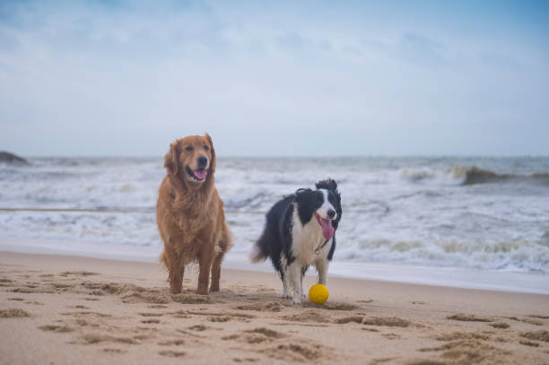 istock Golden Retriever and Collie playing at the beach 1170072736