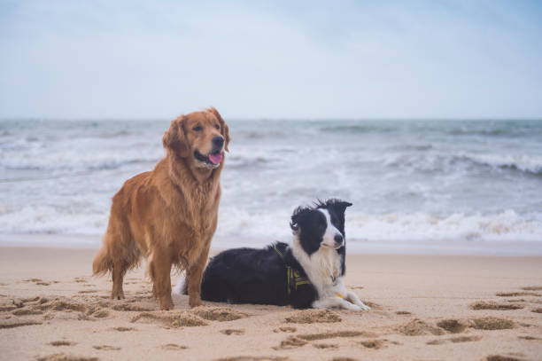 istock Golden Retriever and Collie playing at the beach 1170072773